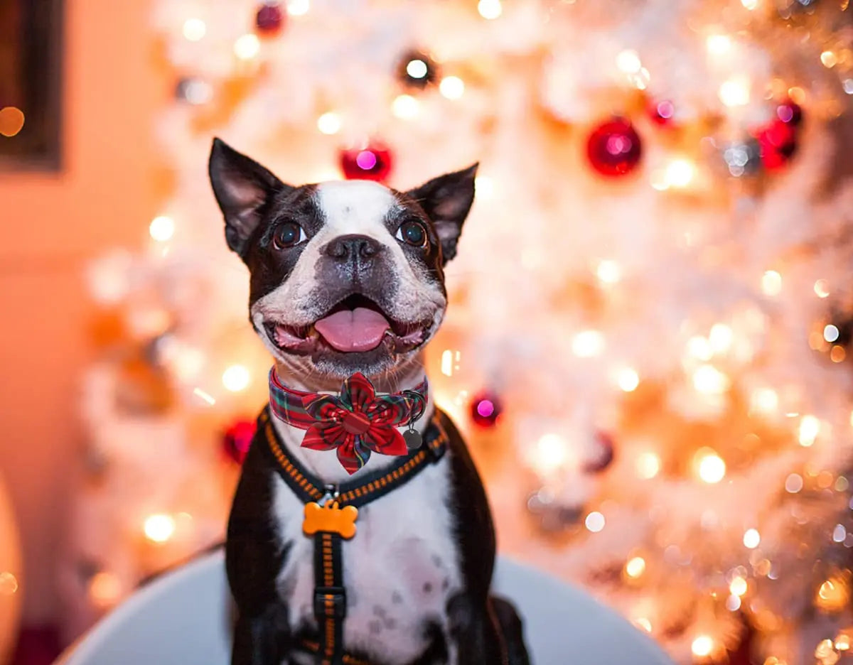 DOGWONG Christmas Dog Collar, Adjustable Santa Claus Dog Accessory - Cotton Collar for Small Medium Large Dogs