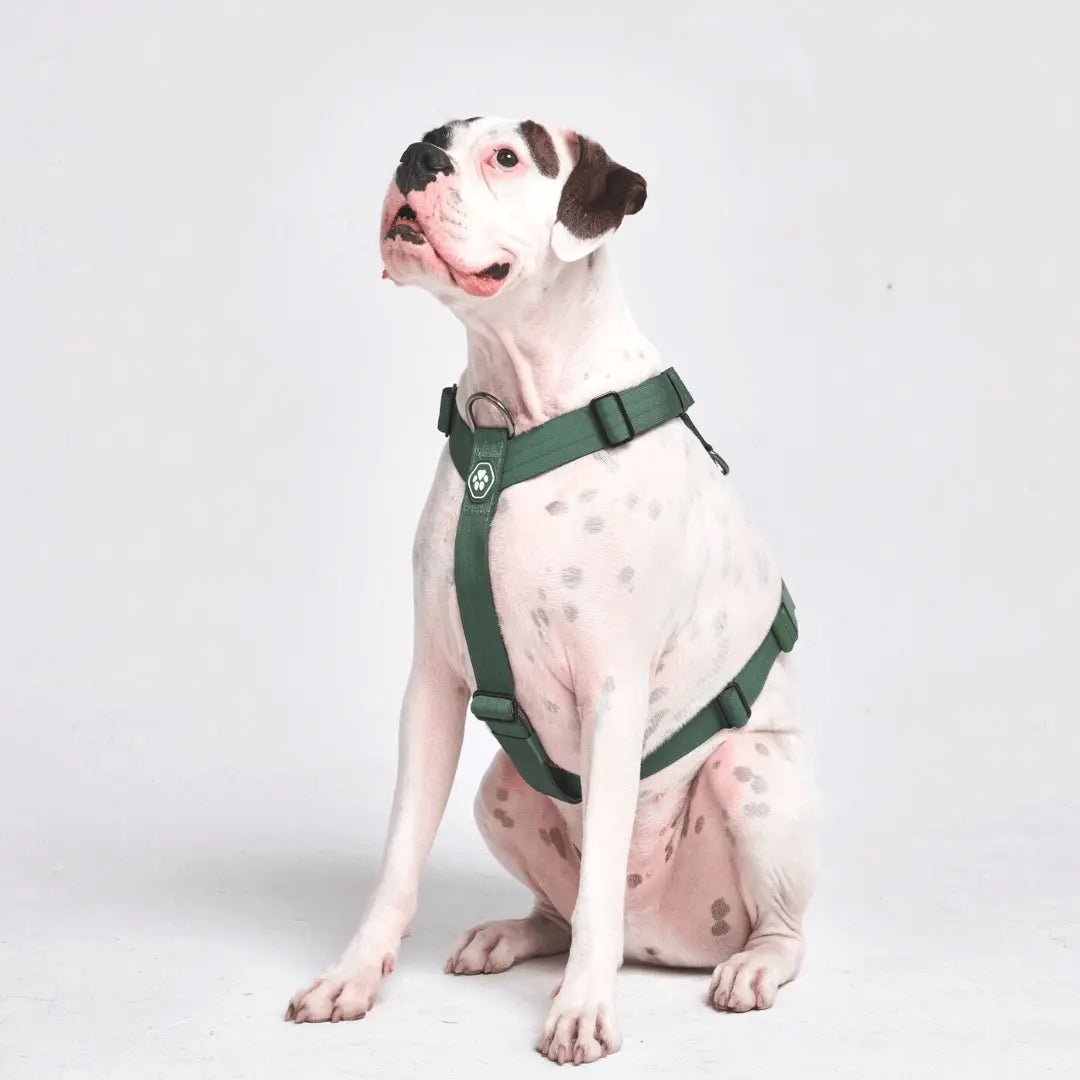 Spark Paws Comfort Control Large Dog No-Pull Harness, Halter Design with Front Clip, Durable and Heavy-Duty for Big and Strong Breeds
